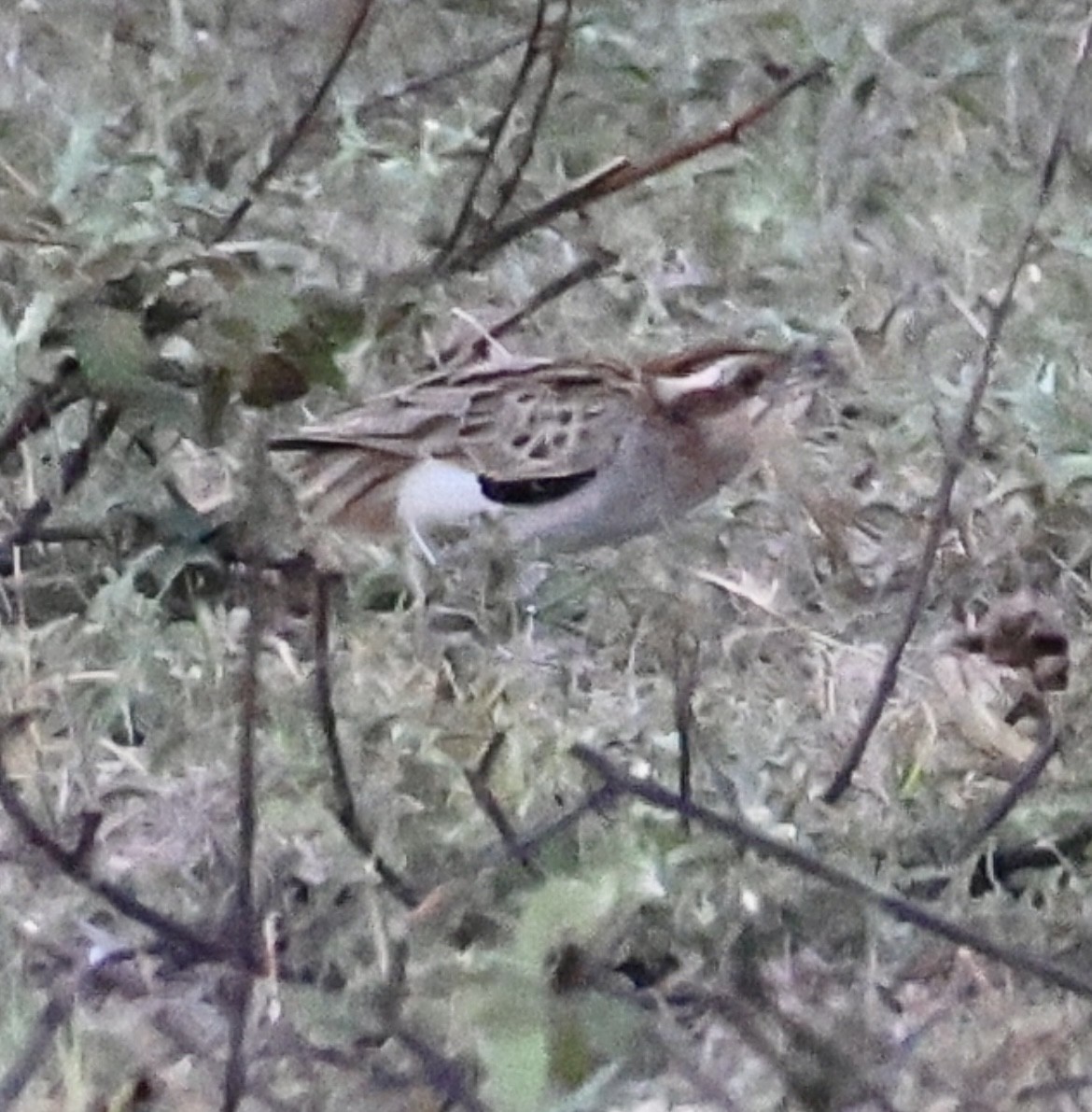 Striped Cuckoo - ML642777190