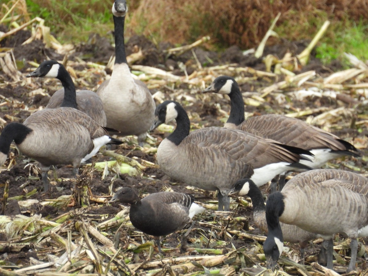 berneška tmavá (ssp. nigricans) - ML642777194