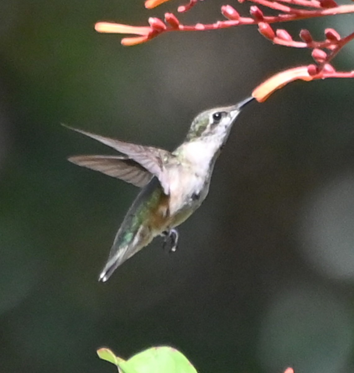 Rufous Hummingbird - ML642777209