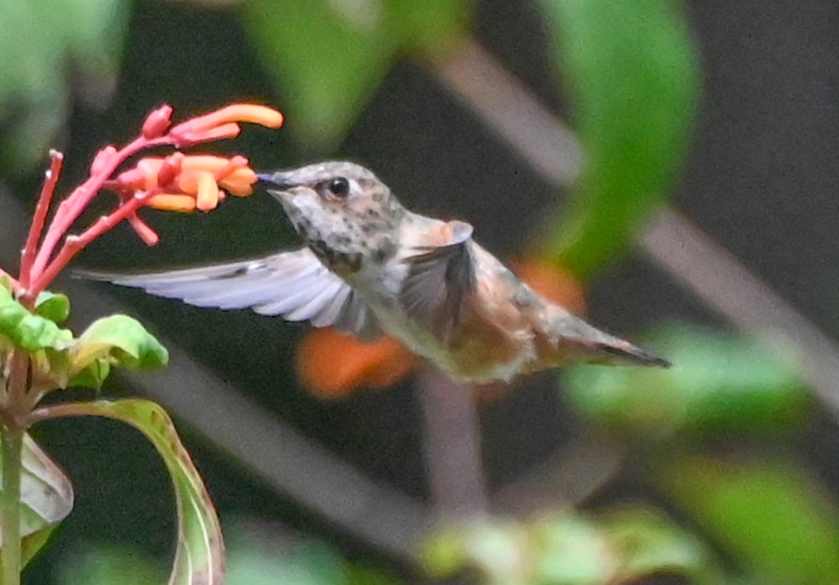 Rufous Hummingbird - ML642777210