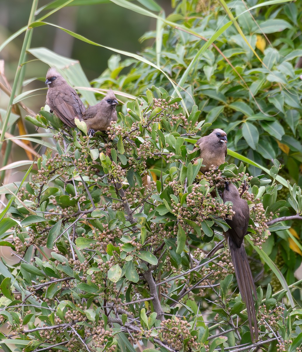 Speckled Mousebird - ML642777216