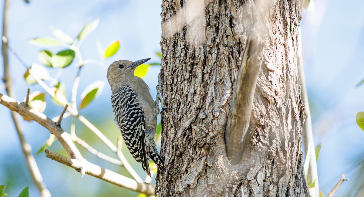 Gila Woodpecker - ML642777234