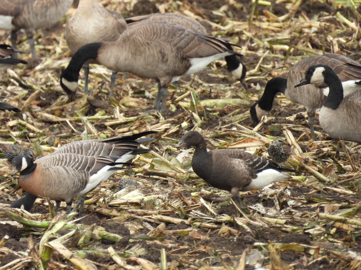 berneška tmavá (ssp. nigricans) - ML642777251