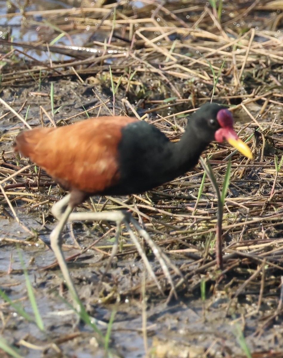 Wattled Jacana - ML642777252