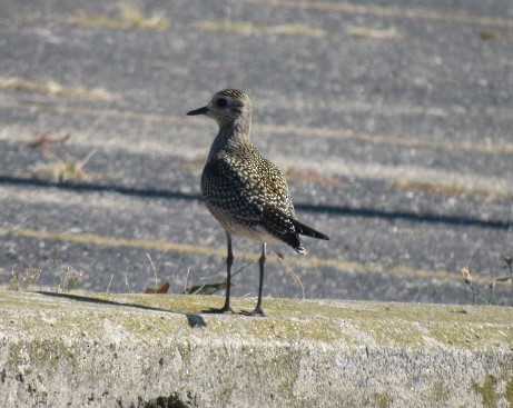 American Golden-Plover - ML642777253