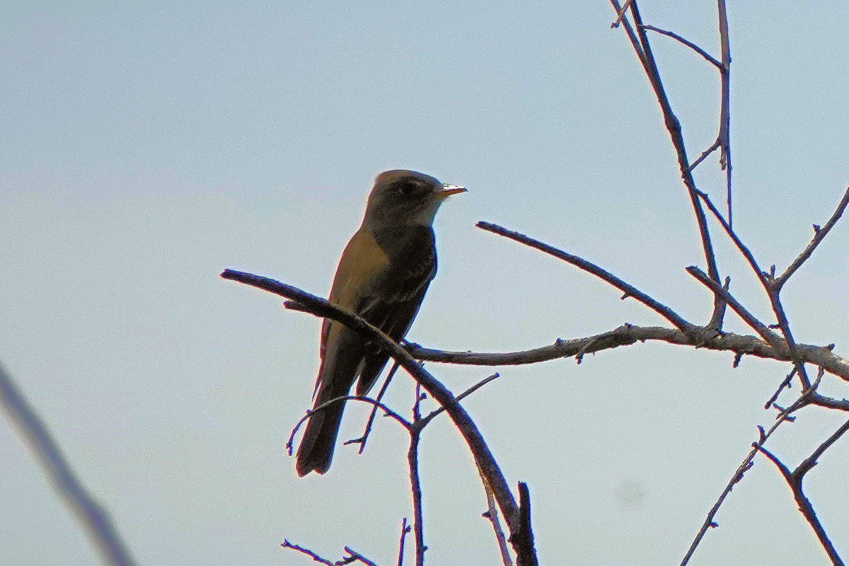 new world flycatcher sp. - ML642777274
