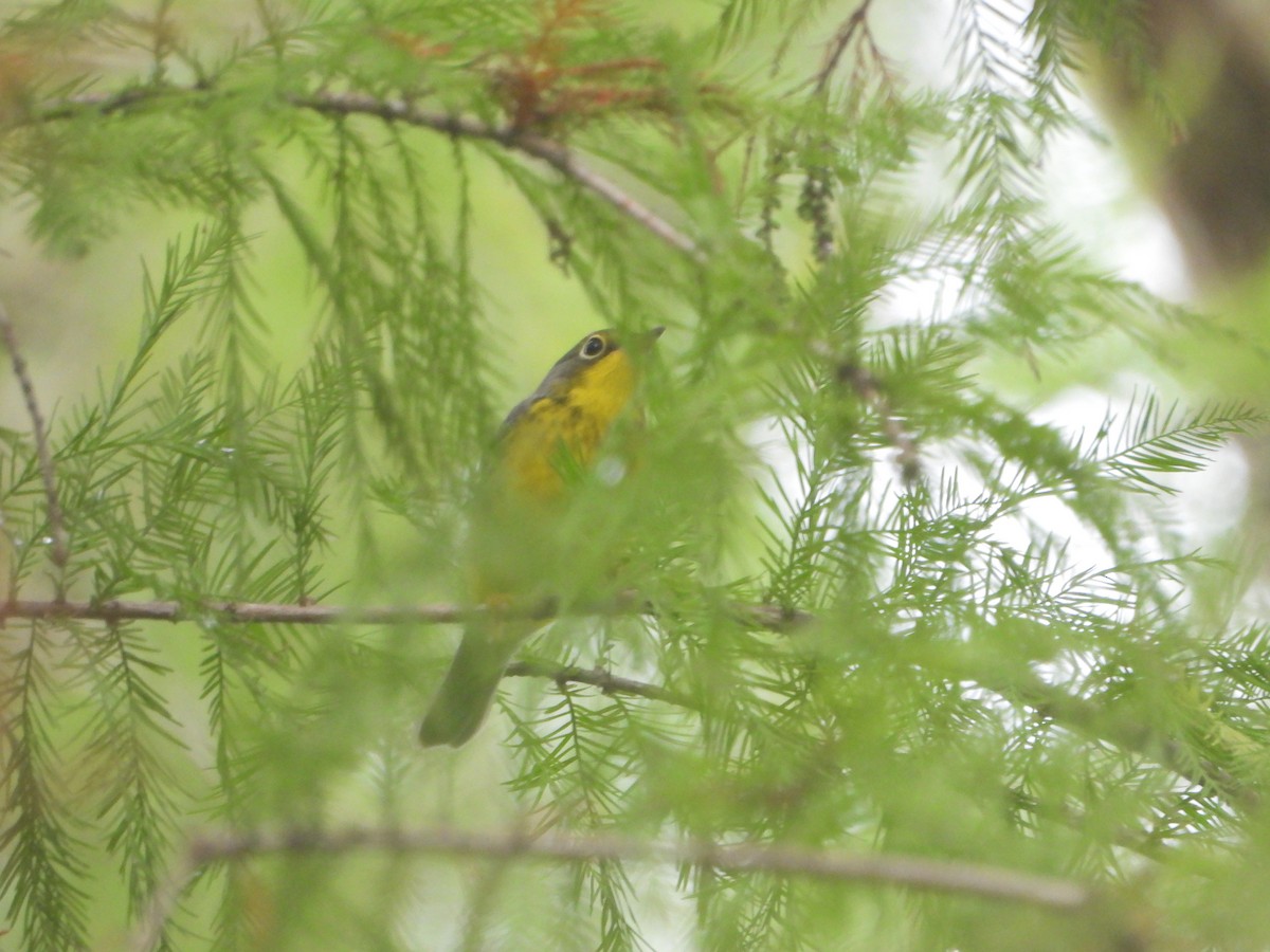 Canada Warbler - ML642777284