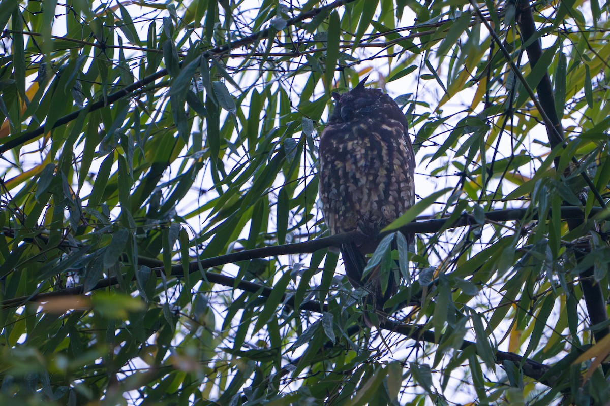 Stygian Owl - ML642777290