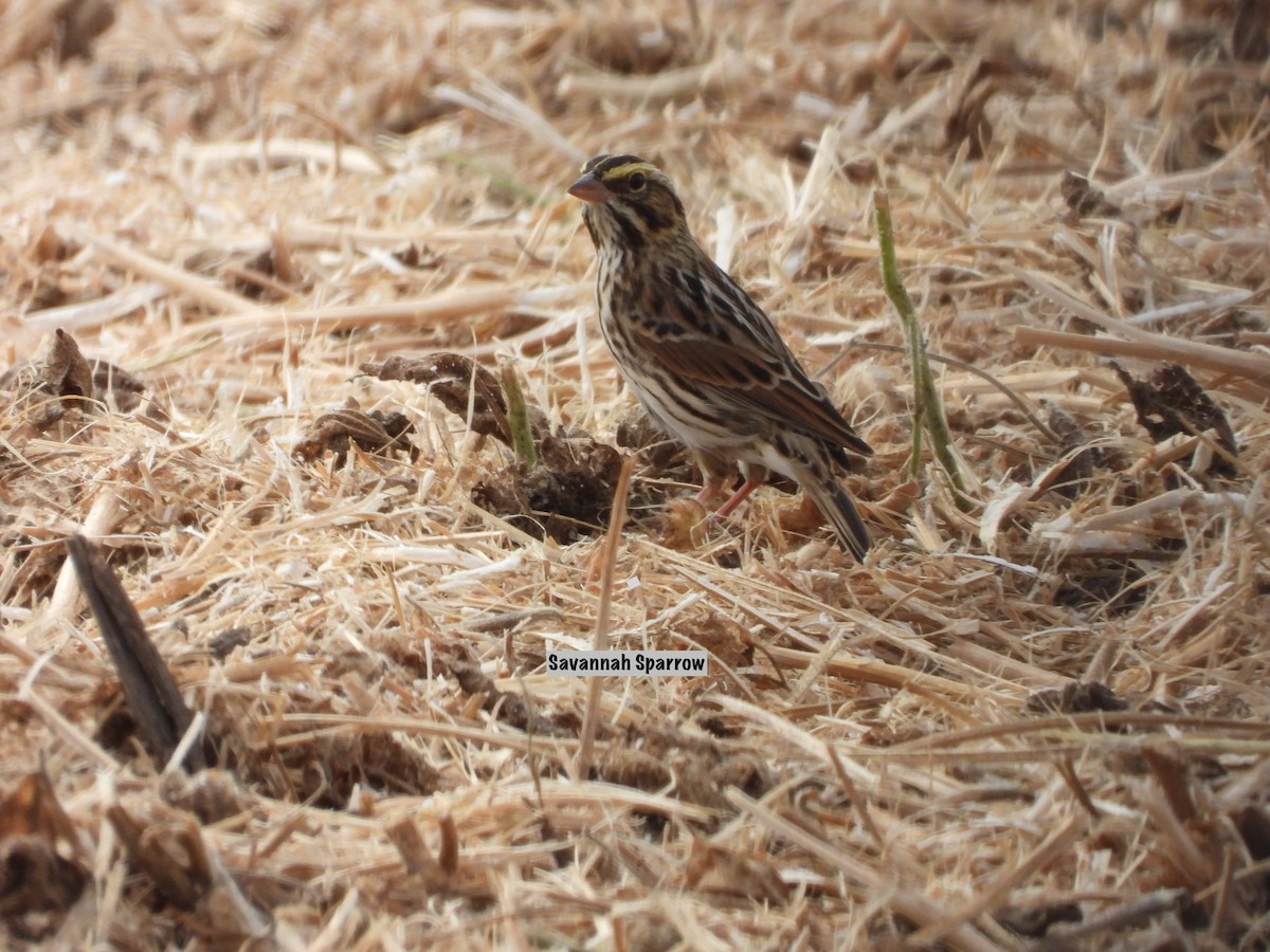 Savannah Sparrow - ML642777292