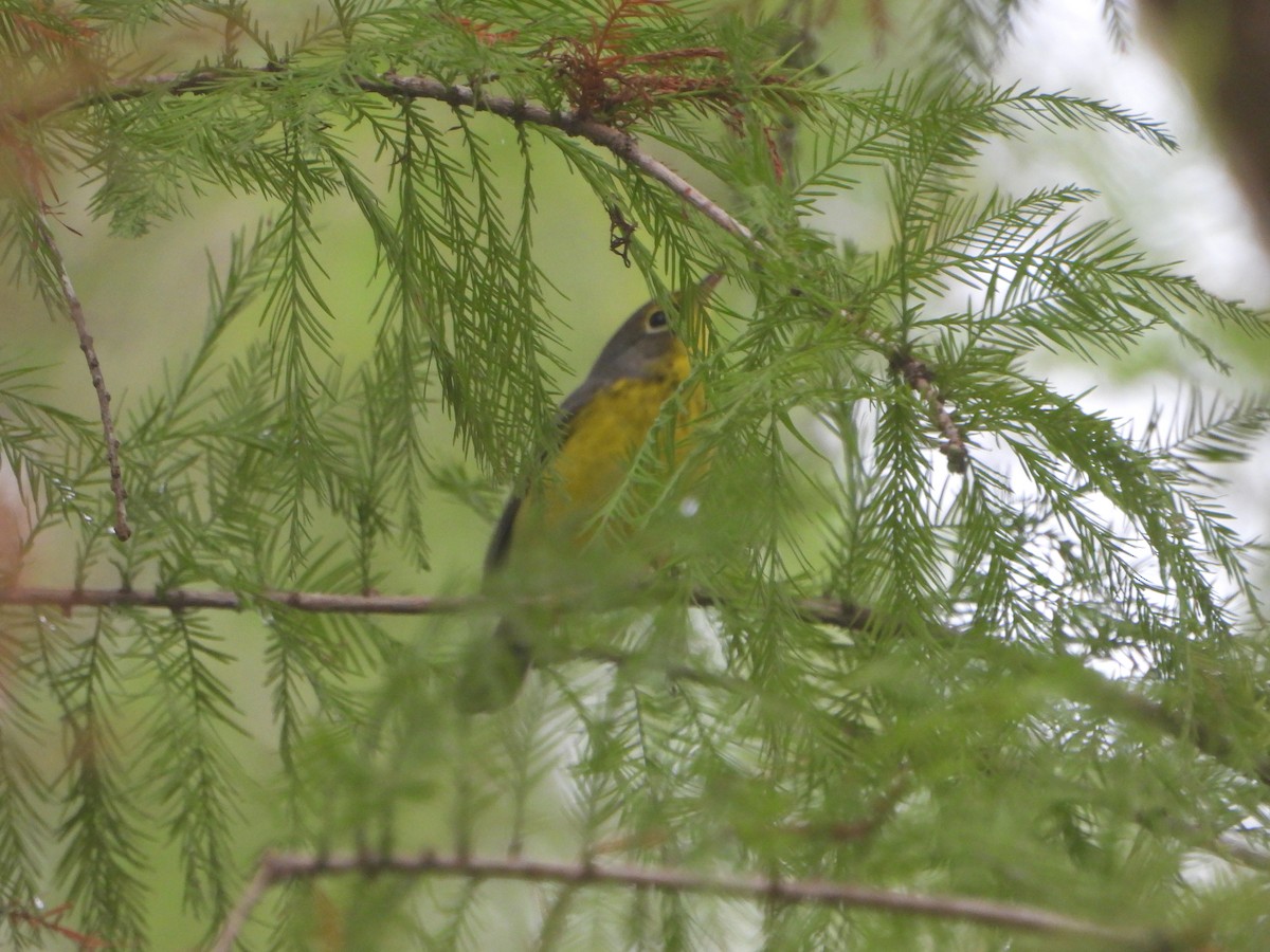 Canada Warbler - ML642777303