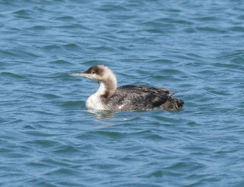 Pacific Loon - Matthew Bowman