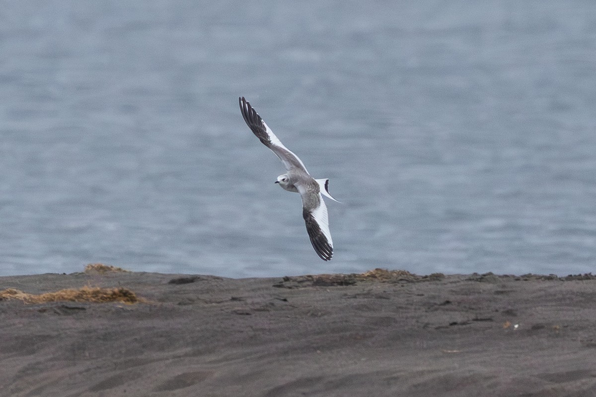 Mouette de Sabine - ML642777313