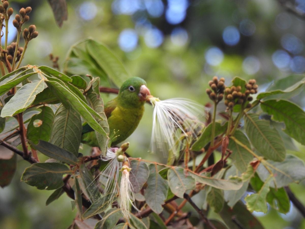 Orange-chinned Parakeet - ML642777320