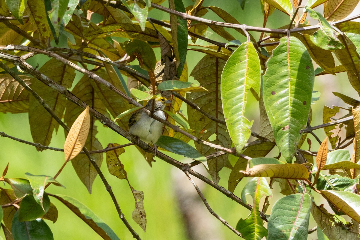 Yellow-browed Sparrow - ML642777323