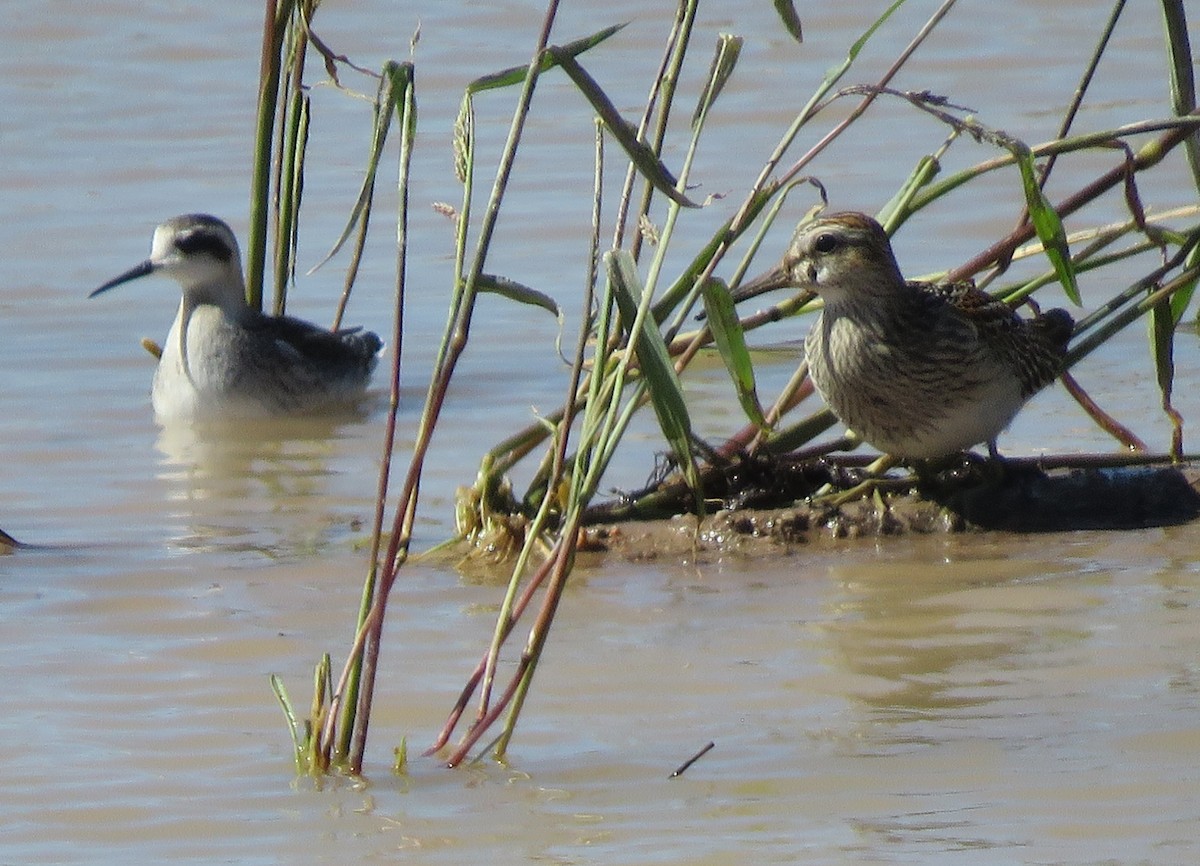 Pectoral Sandpiper - ML642777344