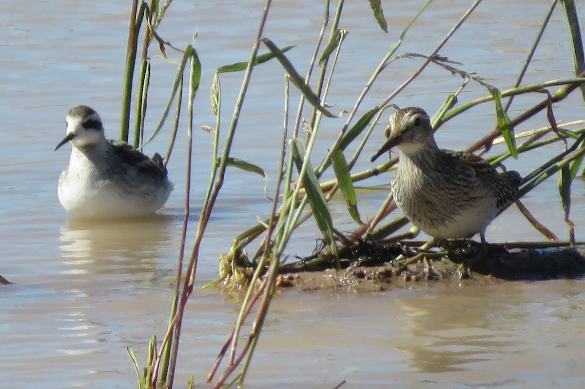 Pectoral Sandpiper - ML642777354