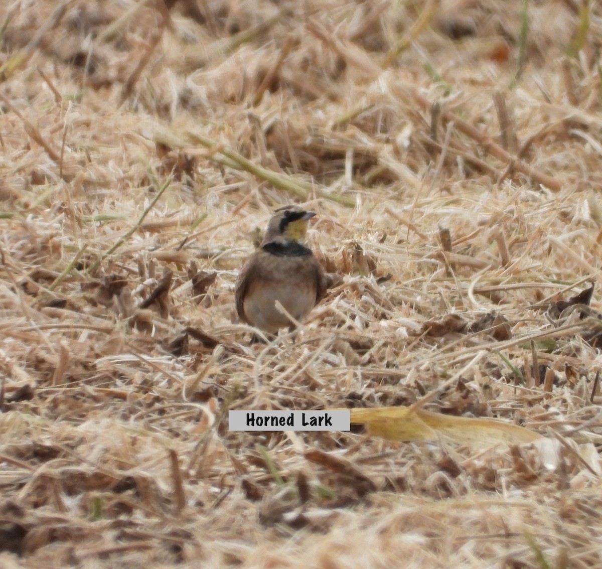 Horned Lark - ML642777358
