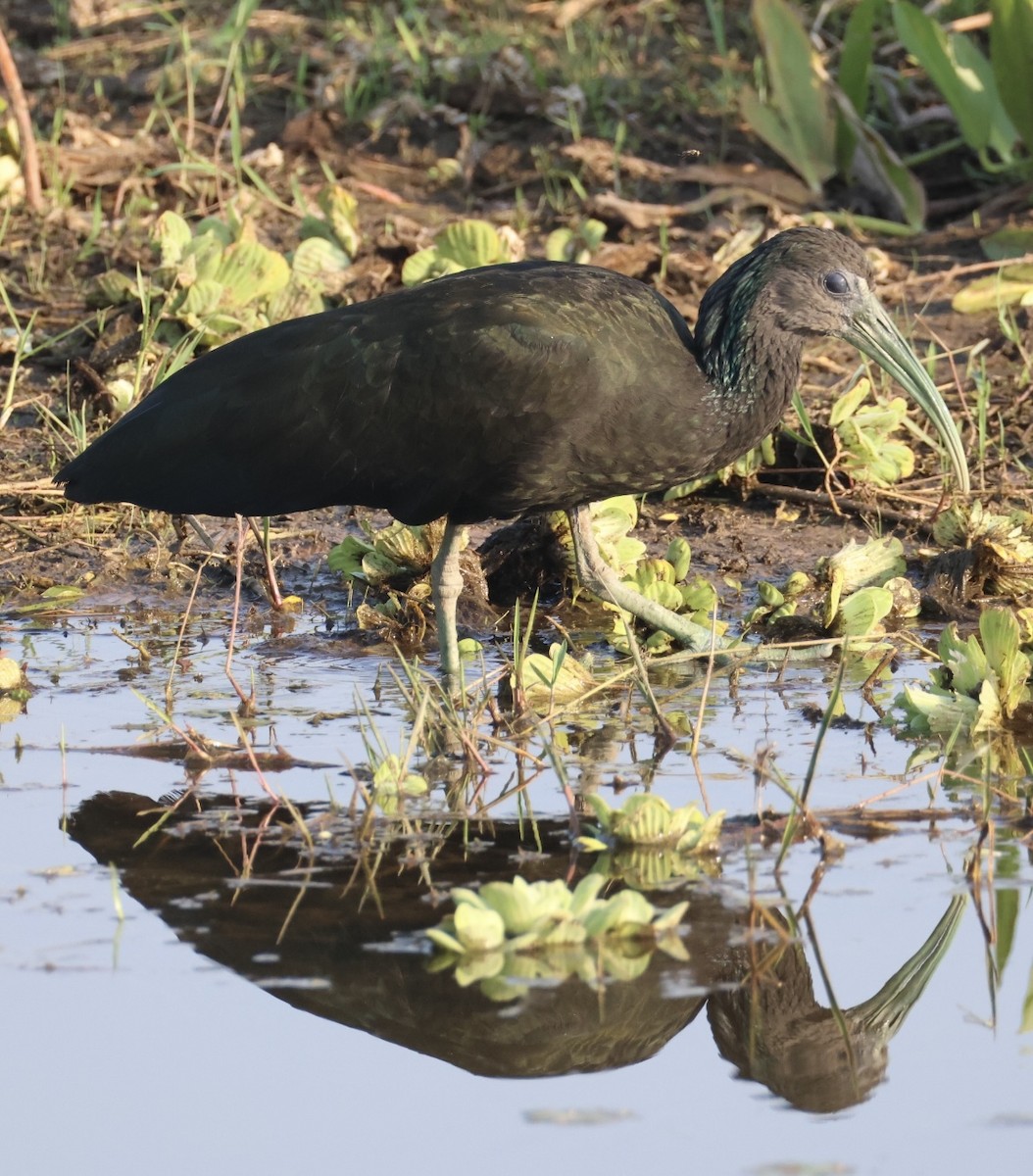 Green Ibis - ML642777365