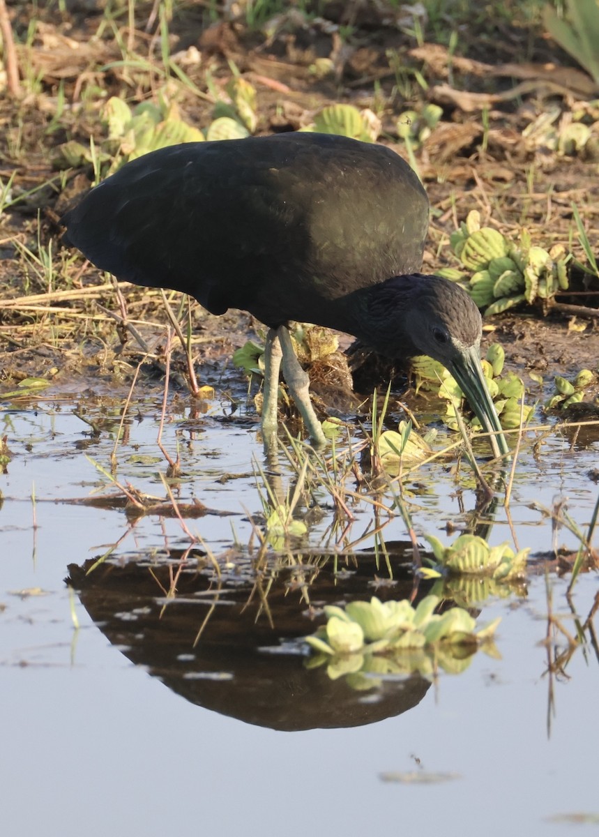 Green Ibis - ML642777366