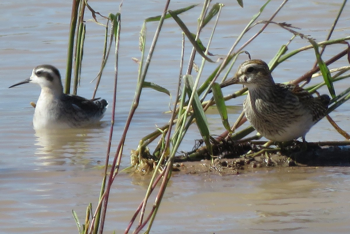Pectoral Sandpiper - ML642777371