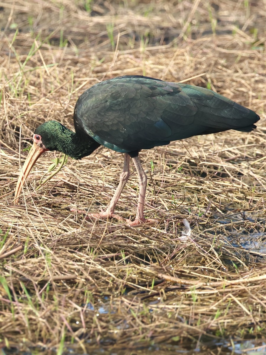 Bare-faced Ibis - ML642777383