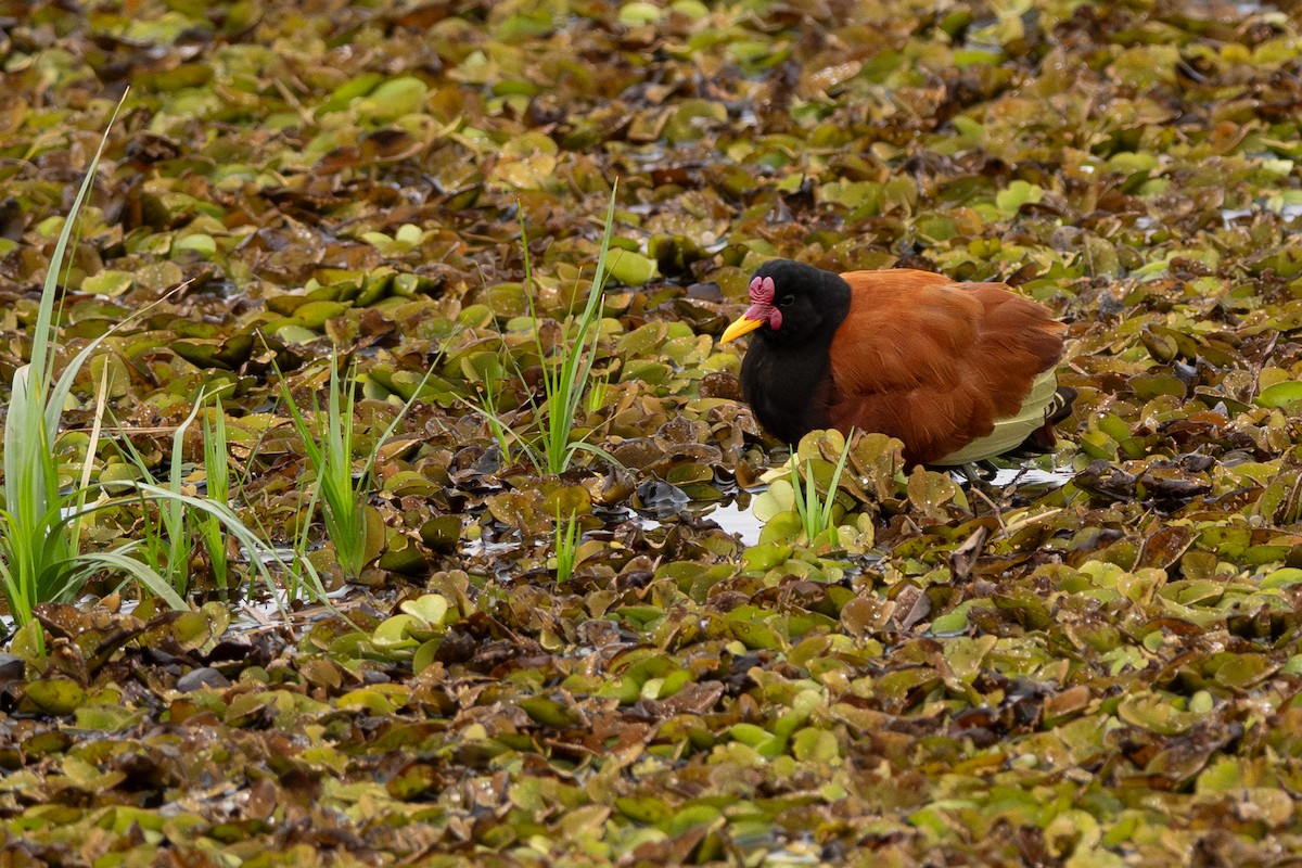 Wattled Jacana - ML642777394