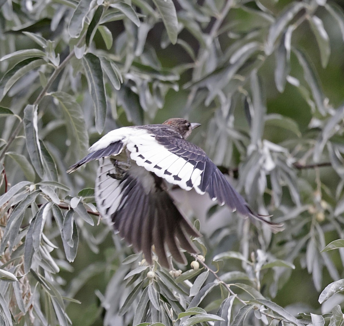 Red-headed Woodpecker - ML642777397