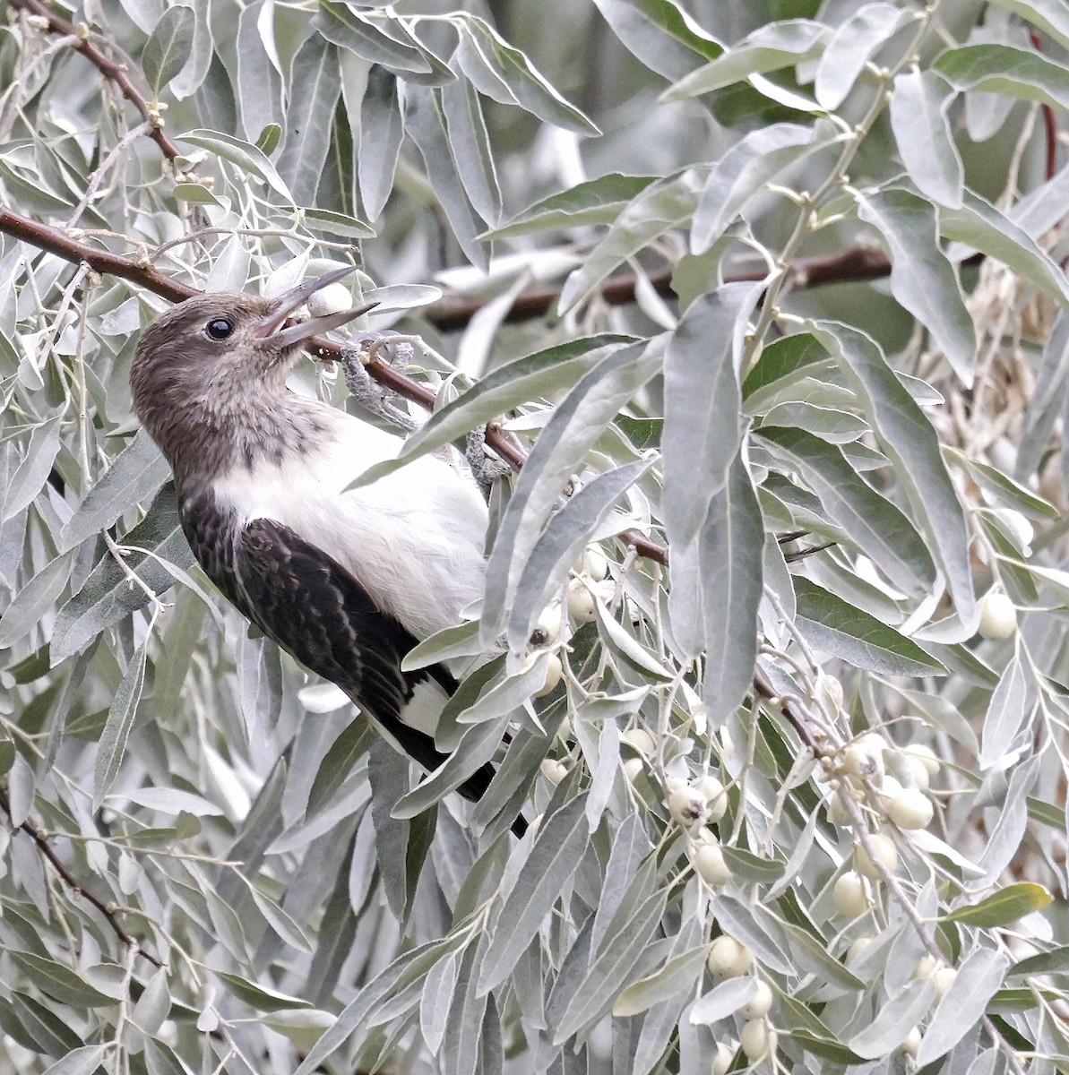 Red-headed Woodpecker - ML642777398