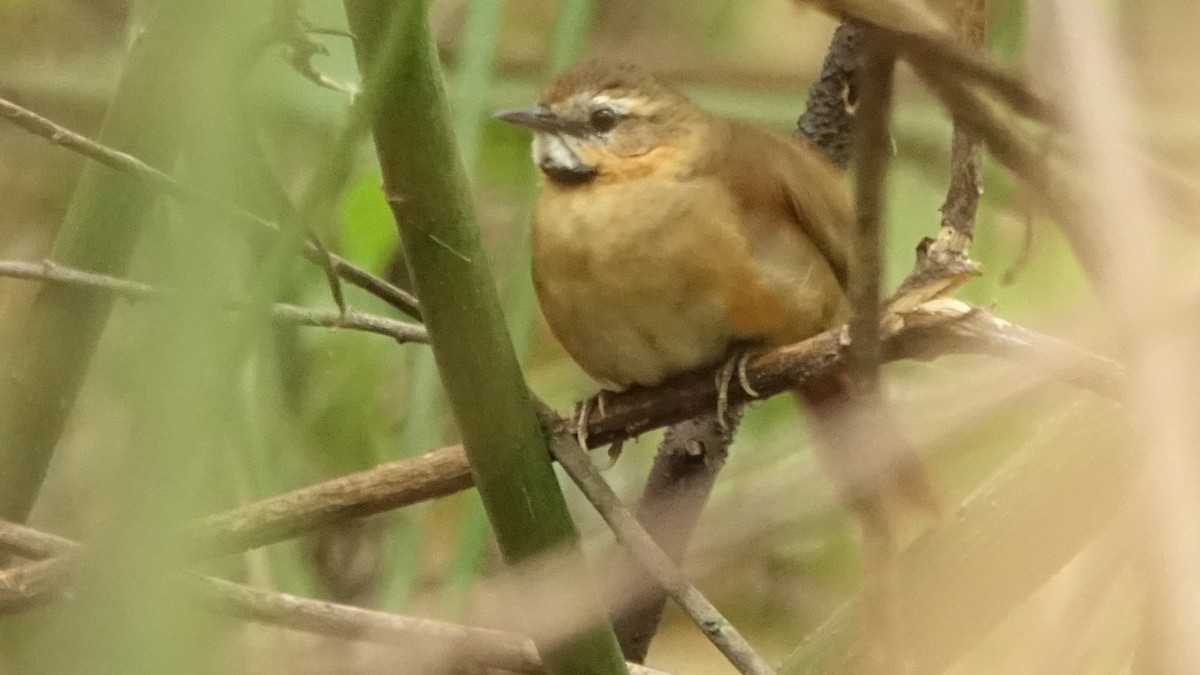 Ochre-cheeked Spinetail - ML642777409