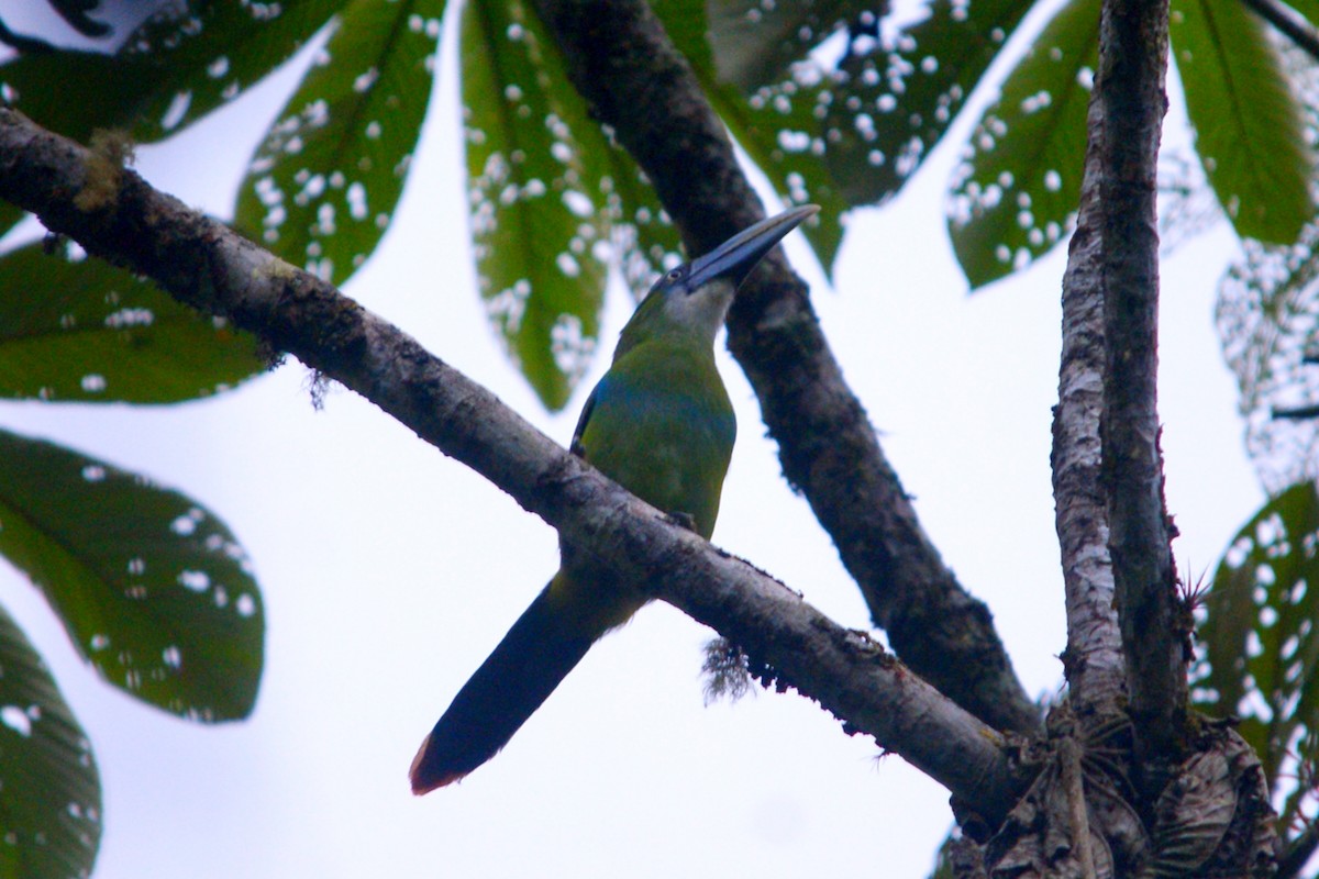Blue-banded Toucanet - ML642777410