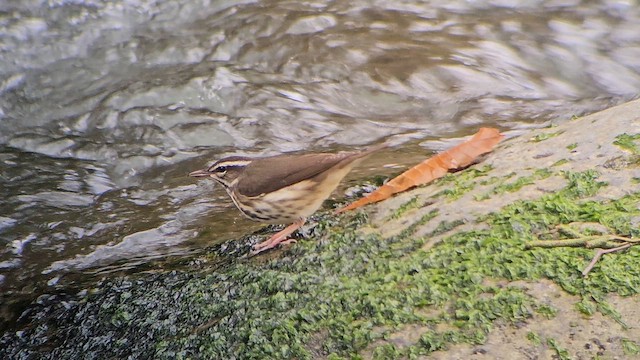 Louisiana Waterthrush - ML642777425