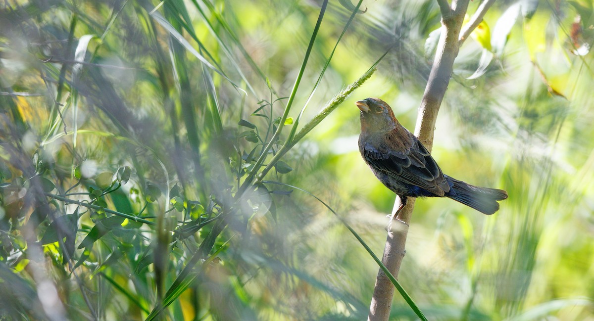 Varied Bunting - ML642777430