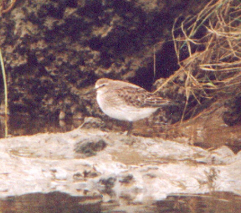 White-rumped Sandpiper - ML642777435
