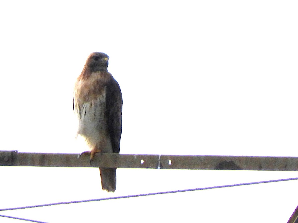 Red-tailed Hawk - ML642777446