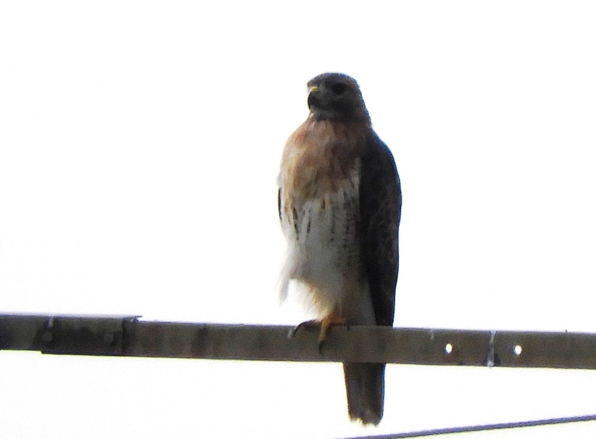 Red-tailed Hawk - ML642777447
