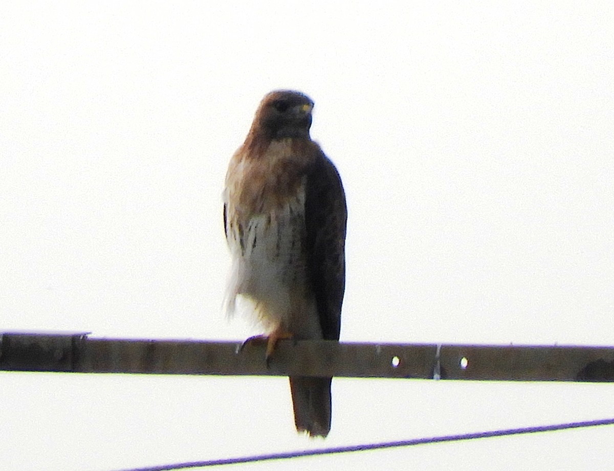 Red-tailed Hawk - ML642777448