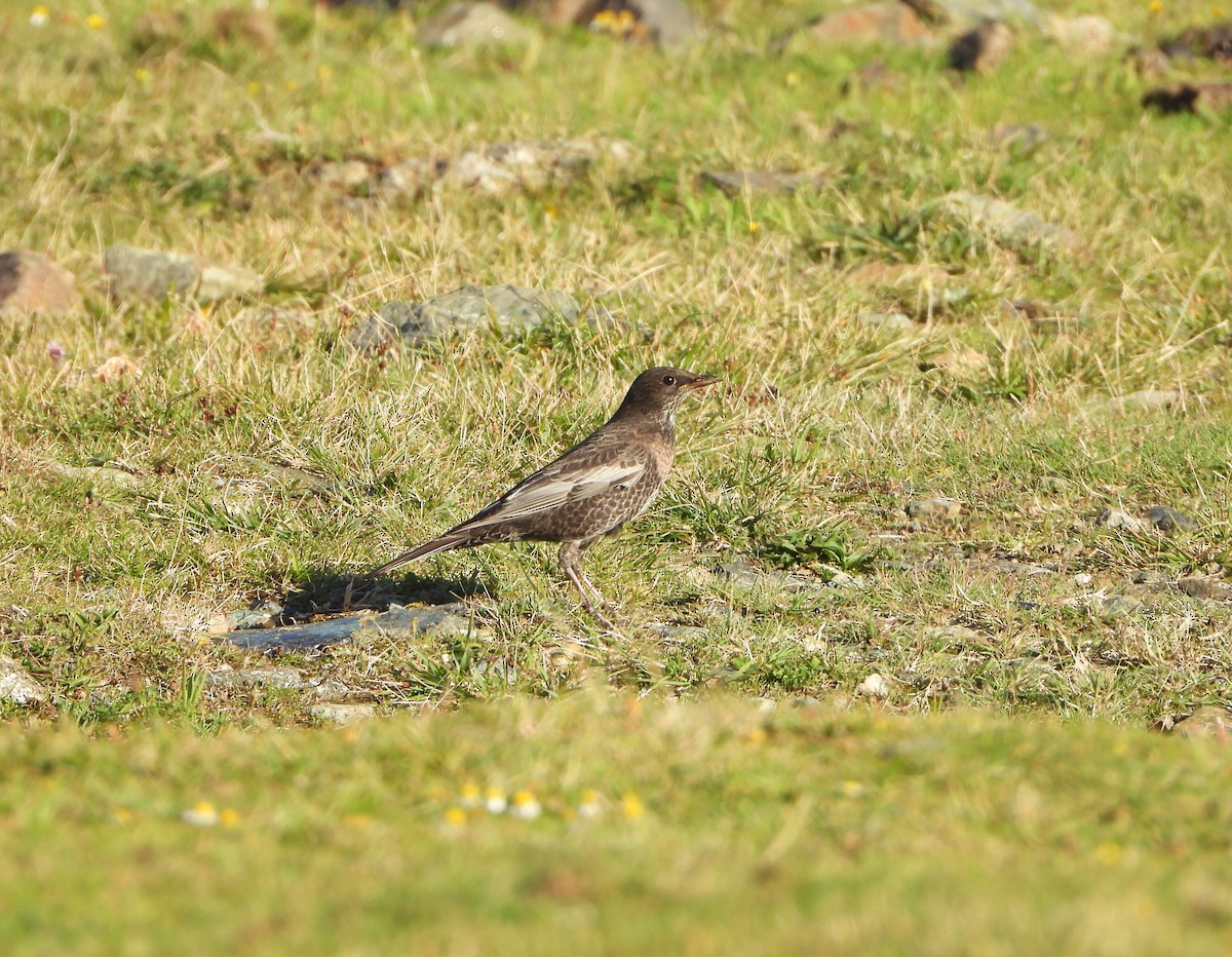 Ring Ouzel (Northern) - ML642777455
