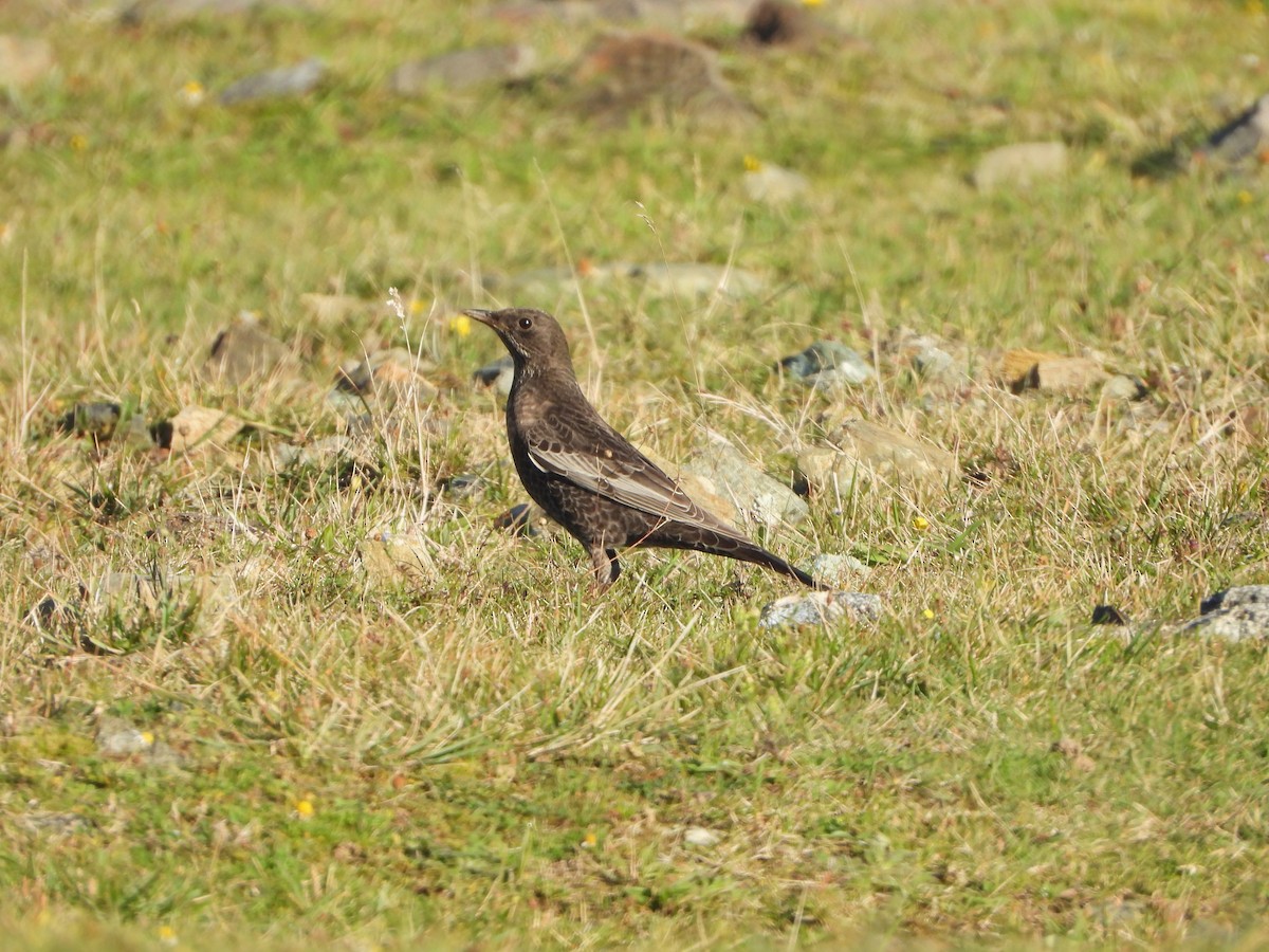 Ring Ouzel (Northern) - ML642777456