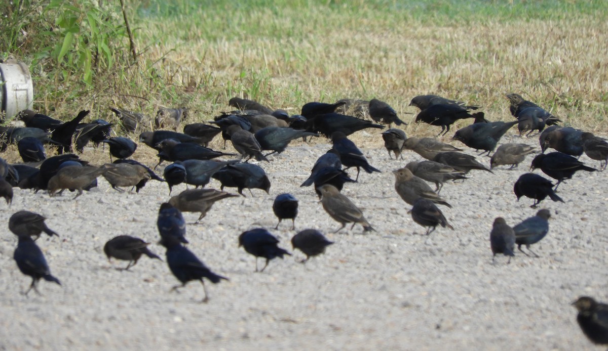 Brown-headed Cowbird - ML642777462