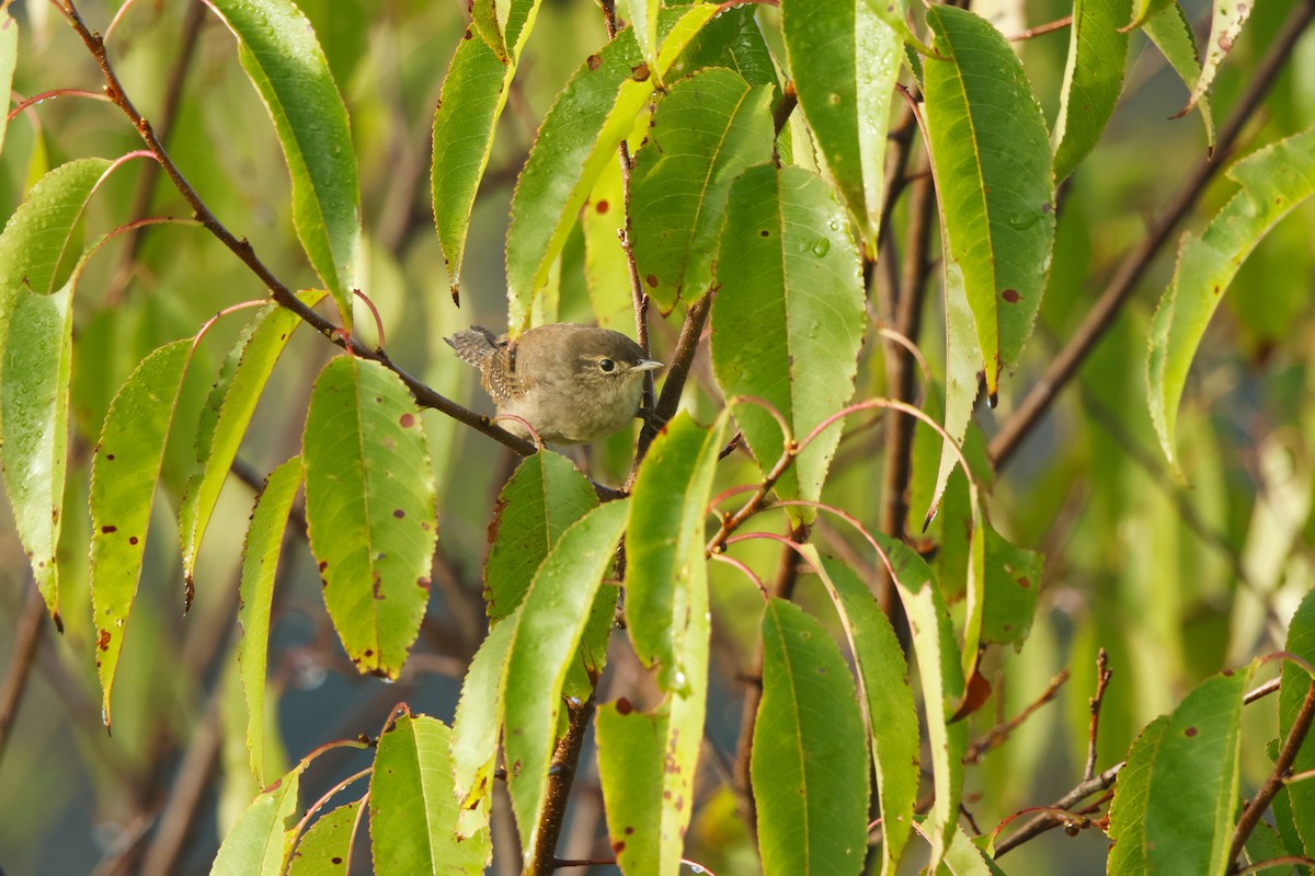 Northern House Wren - ML642777504