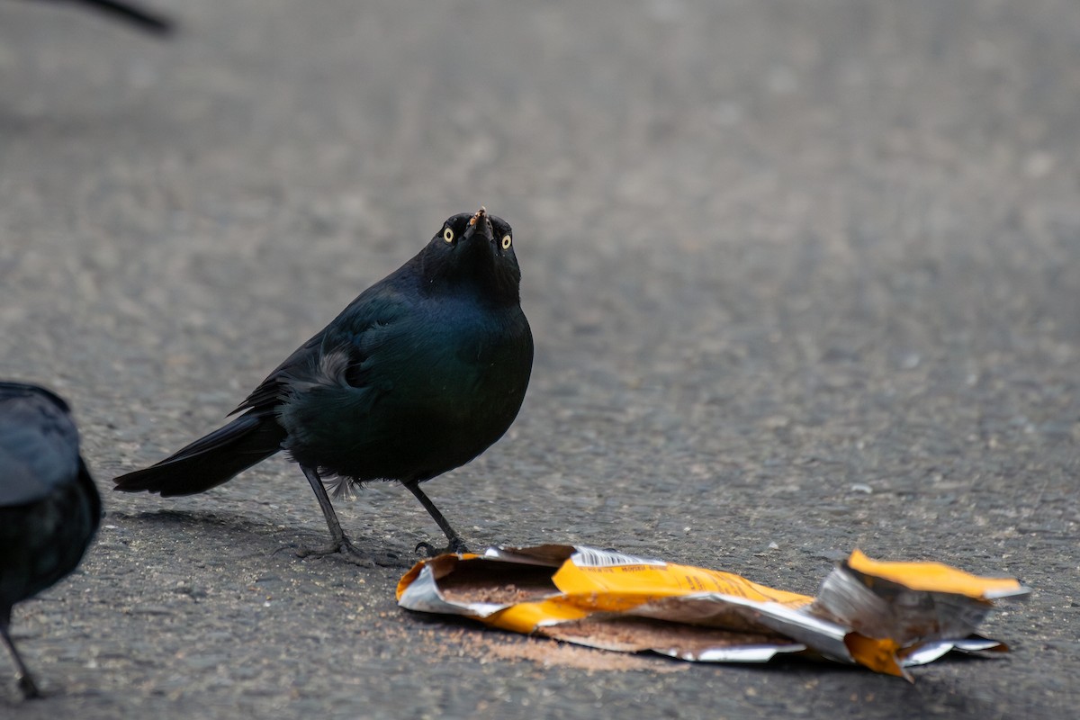 Brewer's Blackbird - ML642777505
