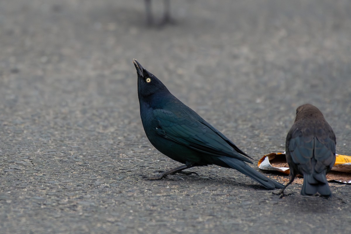 Brewer's Blackbird - ML642777506
