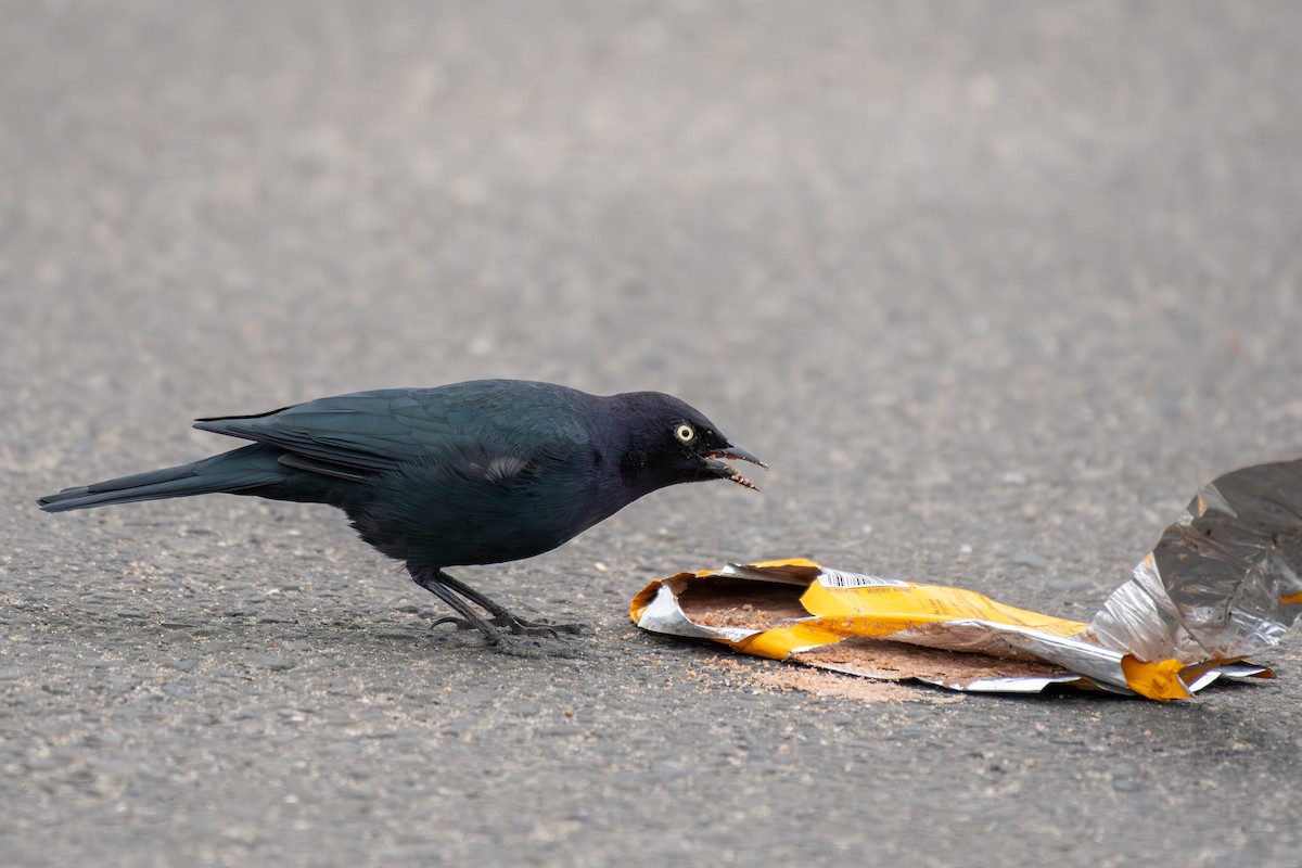 Brewer's Blackbird - ML642777508
