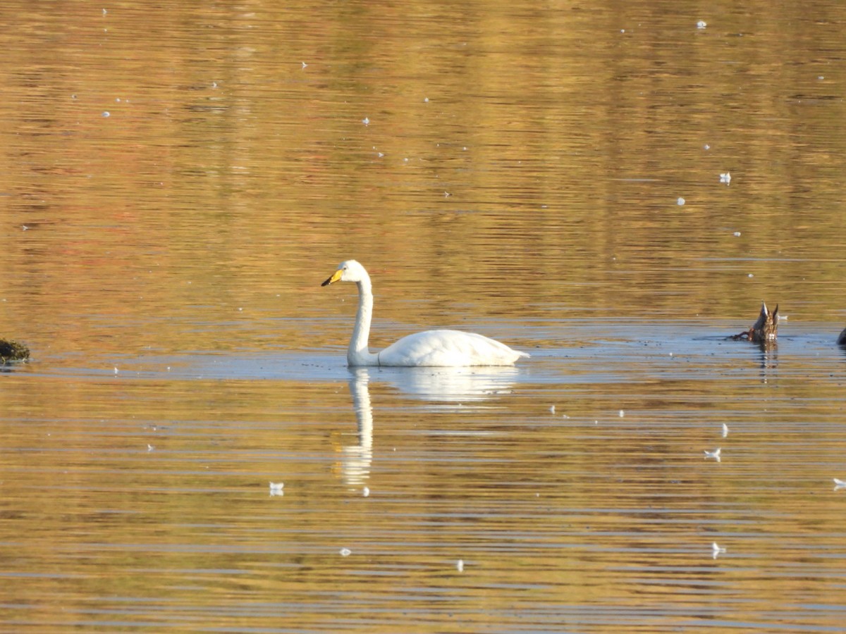 Whooper Swan - ML642777514