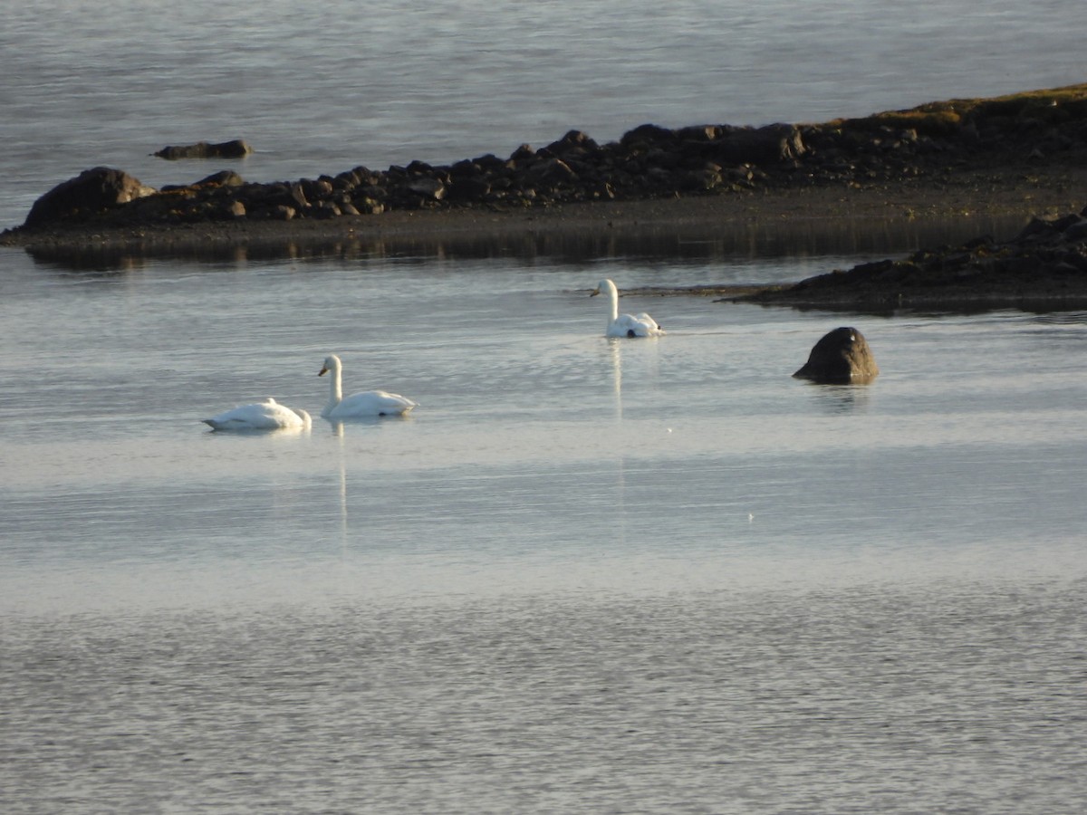 Whooper Swan - ML642777515