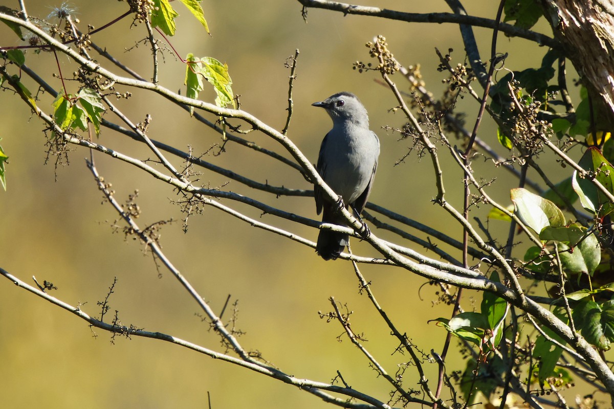 Gray Catbird - ML642777520
