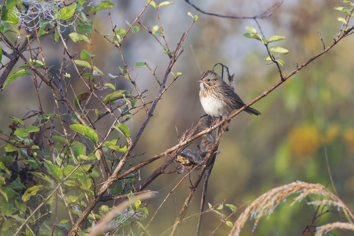 Lincoln's Sparrow - ML642777538