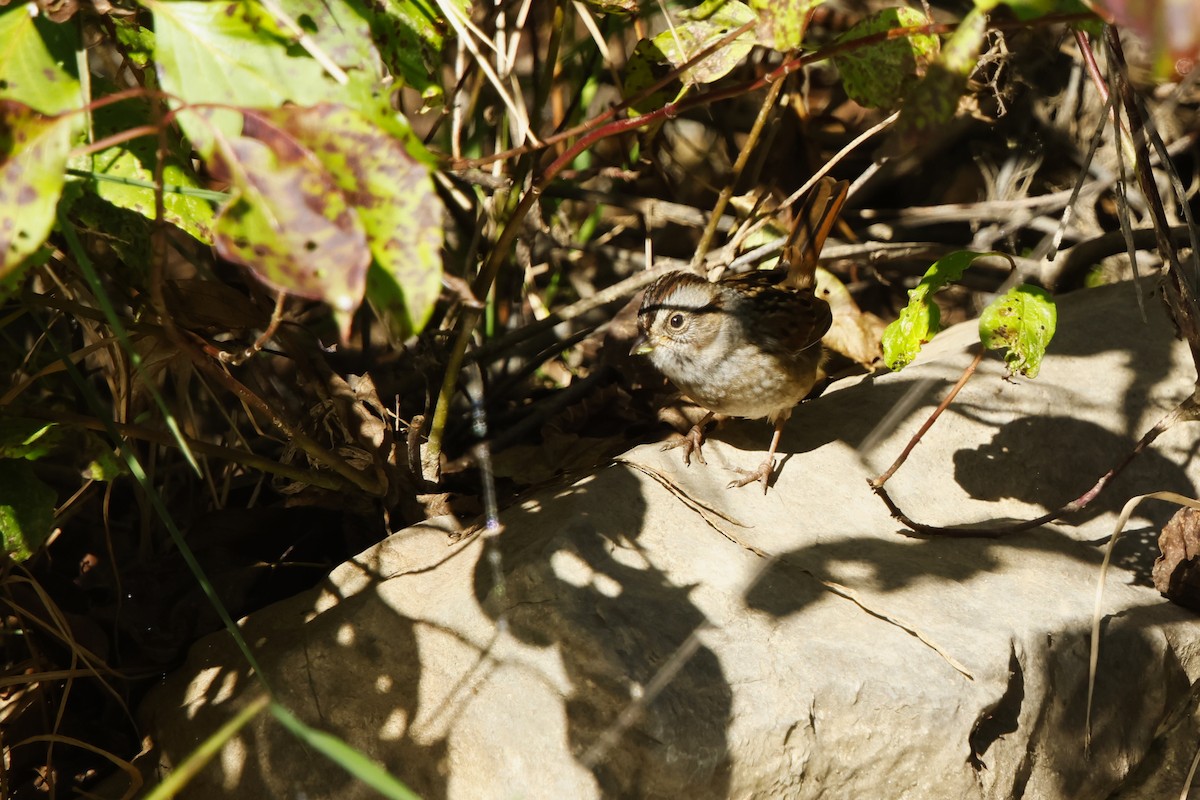 Swamp Sparrow - ML642777553