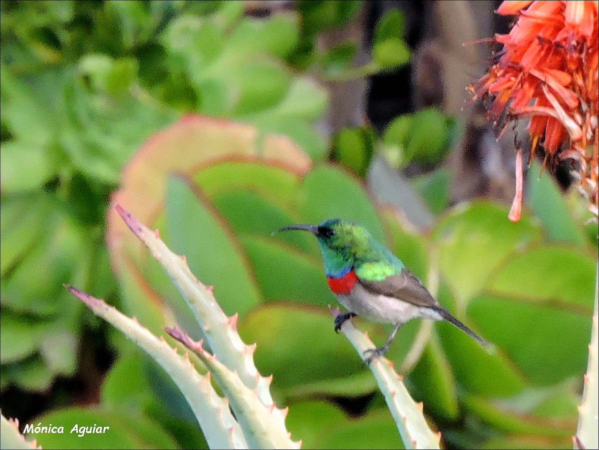 Southern Double-collared Sunbird - ML642777557