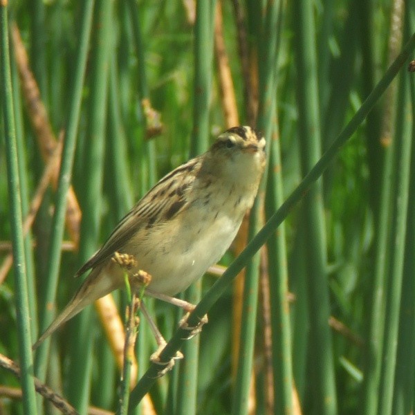 Aquatic Warbler - ML642777558
